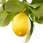 レモン精油の効能-酸味が効いたフレッシュな香り